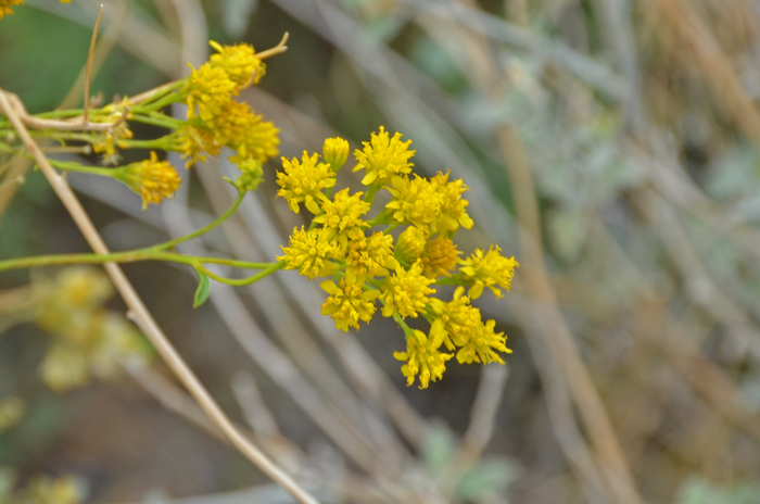 Trans-Pecos Thimblehead flowers have yellow anthers arising from the middle of the florets. The fruit is referred to a cypsela. Hymenothrix wislizeni Trans-Pecos Thimblehead flowers have yellow anthers arising from the middle of the florets. The fruit is referred to a cypsela. Hymenothrix wislizeni